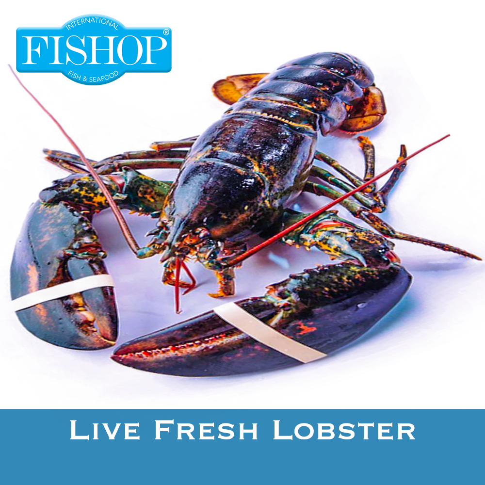 Live Fresh Lobster (450 - 550G Per Lobster) - Fishop Online